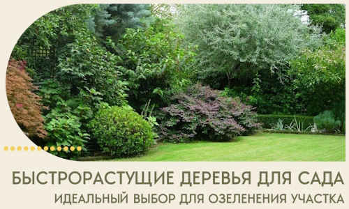 Быстрорастущие деревья для сада идеальный выбор в Кимрах